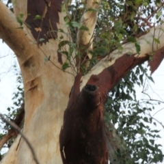 Native tree with hollow(s) (Native tree with hollow(s)) at Mogo State Forest - 23 Jun 2020 by nickhopkins