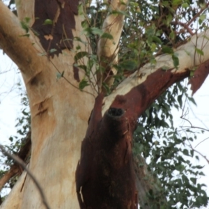 Native tree with hollow(s) at Mogo, NSW - 24 Jun 2020 09:52 AM