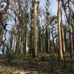 Native tree with hollow(s) (Native tree with hollow(s)) at Mogo State Forest - 23 Jun 2020 by nickhopkins