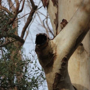 Native tree with hollow(s) at Woodlands, NSW - 24 Jun 2020 09:57 AM