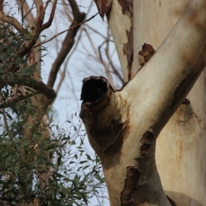 Native tree with hollow(s) at Woodlands, NSW - 24 Jun 2020