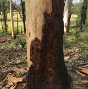 Native tree with hollow(s) at Woodlands, NSW - 24 Jun 2020 09:57 AM