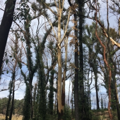 Native tree with hollow(s) (Native tree with hollow(s)) at Mogo State Forest - 23 Jun 2020 by nickhopkins