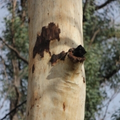 Native tree with hollow(s) at Woodlands, NSW - 24 Jun 2020