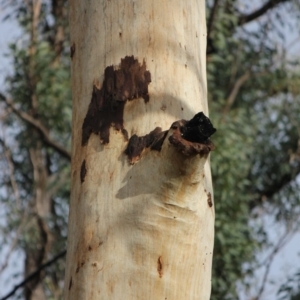 Native tree with hollow(s) at Woodlands, NSW - 24 Jun 2020