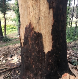 Native tree with hollow(s) at Woodlands, NSW - 24 Jun 2020