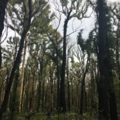 Native tree with hollow(s) (Native tree with hollow(s)) at Mogo State Forest - 24 Jun 2020 by nickhopkins