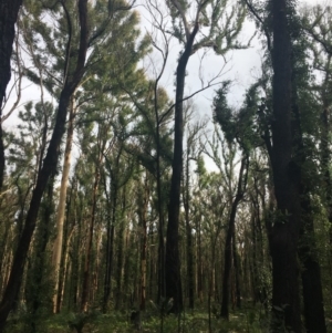 Native tree with hollow(s) at Mogo, NSW - 24 Jun 2020 10:14 AM