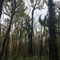 Native tree with hollow(s) (Native tree with hollow(s)) at Mogo, NSW - 24 Jun 2020 by nickhopkins