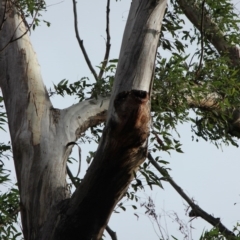 Native tree with hollow(s) at Mogo, NSW - 24 Jun 2020