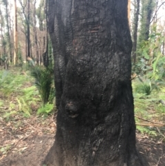 Native tree with hollow(s) at Mogo, NSW - 24 Jun 2020