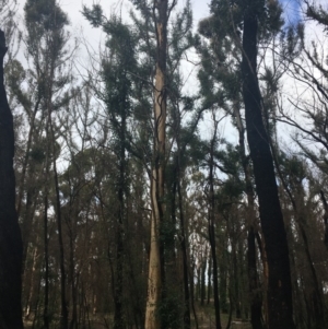 Native tree with hollow(s) at Mogo, NSW - 24 Jun 2020