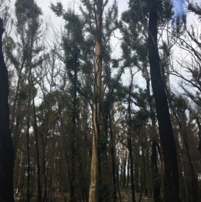 Native tree with hollow(s) (Native tree with hollow(s)) at Mogo State Forest - 24 Jun 2020 by nickhopkins