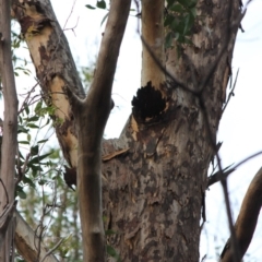 Native tree with hollow(s) at Mogo, NSW - 24 Jun 2020 10:16 AM