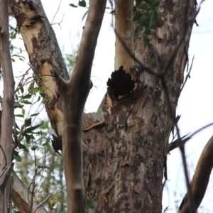 Native tree with hollow(s) at Mogo, NSW - 24 Jun 2020 10:16 AM