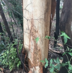 Native tree with hollow(s) at Mogo, NSW - 24 Jun 2020