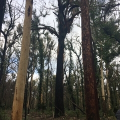 Native tree with hollow(s) (Native tree with hollow(s)) at Mogo, NSW - 24 Jun 2020 by nickhopkins