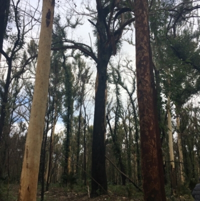 Native tree with hollow(s) (Native tree with hollow(s)) at Mogo, NSW - 24 Jun 2020 by nickhopkins