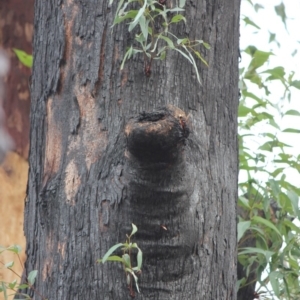 Native tree with hollow(s) at Mogo, NSW - 24 Jun 2020 10:21 AM