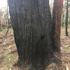 Native tree with hollow(s) at Mogo, NSW - 24 Jun 2020 10:21 AM