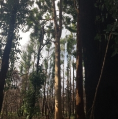 Native tree with hollow(s) (Native tree with hollow(s)) at Mogo State Forest - 24 Jun 2020 by nickhopkins