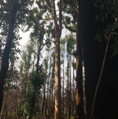 Native tree with hollow(s) (Native tree with hollow(s)) at Mogo State Forest - 24 Jun 2020 by nickhopkins