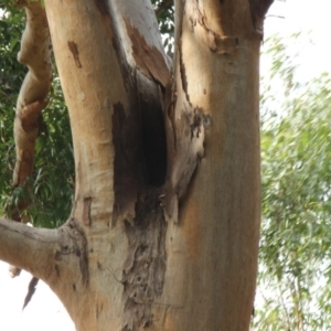 Native tree with hollow(s) at Mogo, NSW - 24 Jun 2020 10:30 AM