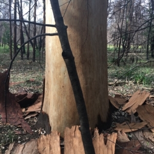 Native tree with hollow(s) at Mogo, NSW - 24 Jun 2020 10:30 AM