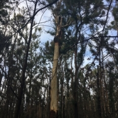 Native tree with hollow(s) (Native tree with hollow(s)) at Mogo, NSW - 24 Jun 2020 by nickhopkins