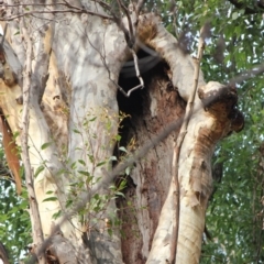 Native tree with hollow(s) at Mogo, NSW - 24 Jun 2020