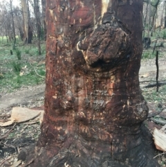 Native tree with hollow(s) at Mogo, NSW - 24 Jun 2020