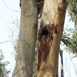 Native tree with hollow(s) at Mogo, NSW - 24 Jun 2020 10:38 AM