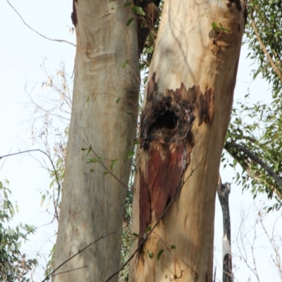 Native tree with hollow(s) (Native tree with hollow(s)) at Mogo, NSW - 24 Jun 2020 by nickhopkins