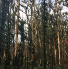 Native tree with hollow(s) at Mogo, NSW - 24 Jun 2020