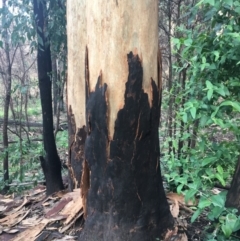 Native tree with hollow(s) at Mogo, NSW - 24 Jun 2020