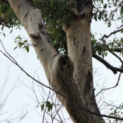 Native tree with hollow(s) (Native tree with hollow(s)) at Mogo State Forest - 24 Jun 2020 by nickhopkins