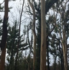 Native tree with hollow(s) at Mogo, NSW - 24 Jun 2020