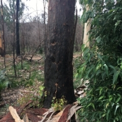 Native tree with hollow(s) at Mogo, NSW - 24 Jun 2020