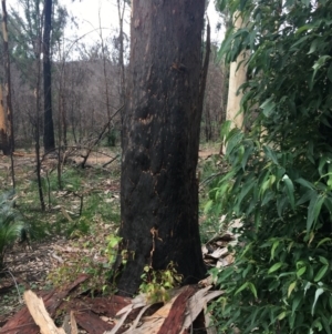 Native tree with hollow(s) at Mogo, NSW - 24 Jun 2020