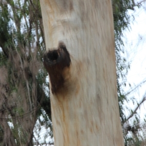 Native tree with hollow(s) at Mogo, NSW - 24 Jun 2020