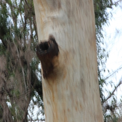 Native tree with hollow(s) (Native tree with hollow(s)) at Mogo State Forest - 24 Jun 2020 by nickhopkins