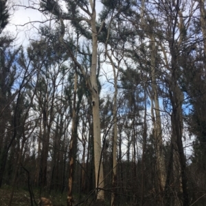 Native tree with hollow(s) at Mogo, NSW - 24 Jun 2020
