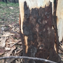 Native tree with hollow(s) at Mogo, NSW - 24 Jun 2020 10:51 AM