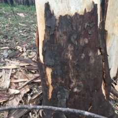 Native tree with hollow(s) at Mogo, NSW - 24 Jun 2020