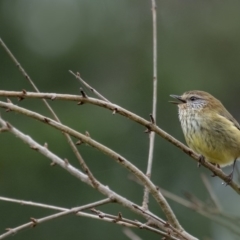 Acanthiza lineata (Striated Thornbill) at Penrose - 24 Jun 2020 by Aussiegall