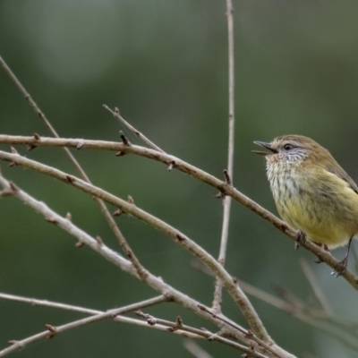 Acanthiza lineata (Striated Thornbill) at Wingecarribee Local Government Area - 24 Jun 2020 by Aussiegall