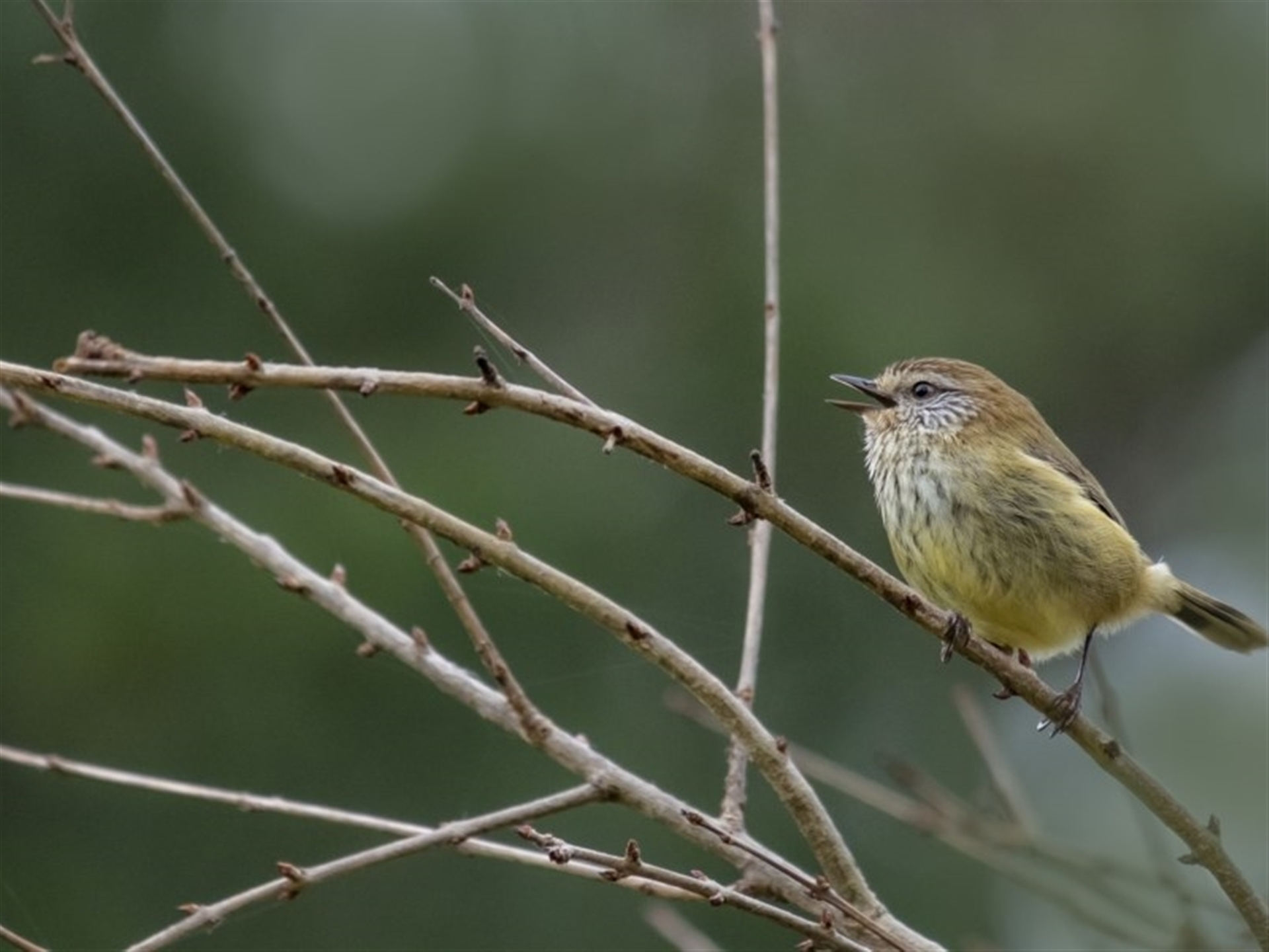 Acanthiza lineata at Penrose, NSW - 24 Jun 2020 03:02 PM