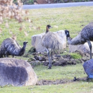 Dromaius novaehollandiae at Paddys River, ACT - 25 Jun 2020