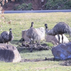 Dromaius novaehollandiae at Paddys River, ACT - 25 Jun 2020