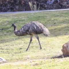 Dromaius novaehollandiae at Paddys River, ACT - 25 Jun 2020